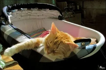 Котката спи много, защо са толкова много, котка спи
