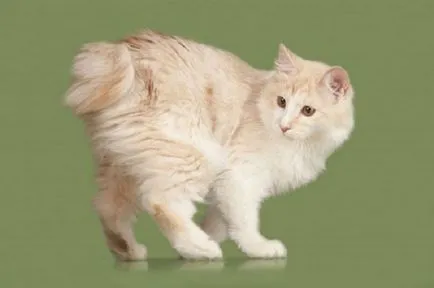 Курилските Bobtail снимка, цена, описание порода, характер, видео, детски ясли - murkote за котки и
