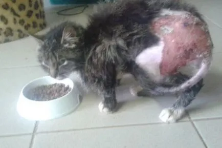 Котки в мазето на видео инструкция апартамент сграда на грижи с ръцете си, как да се привлекат (апартамент) Котки в сутерена на жилищна сграда видео инструкции за грижи с ръцете си, как да се привлекат,