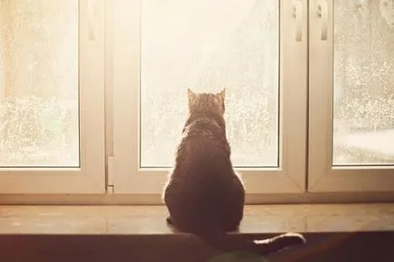 Котки от прозореца (31 снимки)