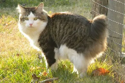 Курилските Bobtail - описание на характера, грижа, купете