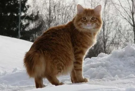 Курилските Bobtail снимка, цена, описание порода, характер, видео, детски ясли - murkote за котки и