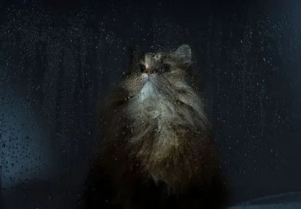 Котки от прозореца (31 снимки)