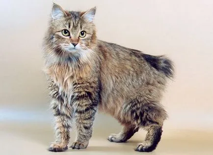 Курилските Bobtail - описание на характера, грижа, купете