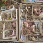 Как да се пресаждат и размножават на орхидея Dendrobium, аромати и цветове за здравето красотата