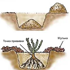 Как да се засадят рози