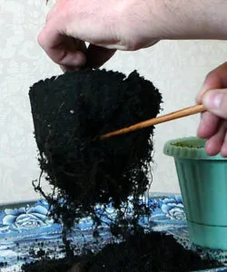 Как да се пресаждат на Ficus в етапа на дома по стъпка