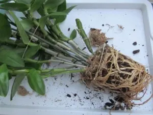 Как да се пресаждат и размножават на орхидея Dendrobium, аромати и цветове за здравето красотата