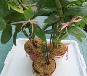 Как да се пресаждат и размножават на орхидея Dendrobium, аромати и цветове за здравето красотата