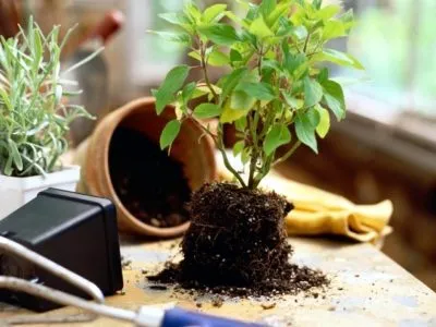 Как да се пресаждат на Ficus в етапа на дома по стъпка