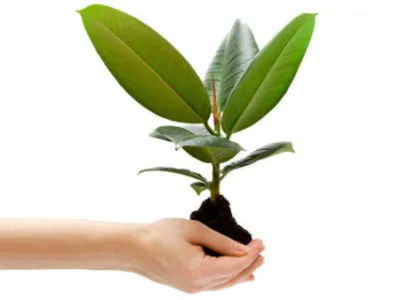 Как да се пресаждат на Ficus в етапа на дома по стъпка