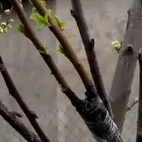 Как да се засадят слива точното време и по-специално