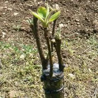 Как да се засадят слива точното време и по-специално