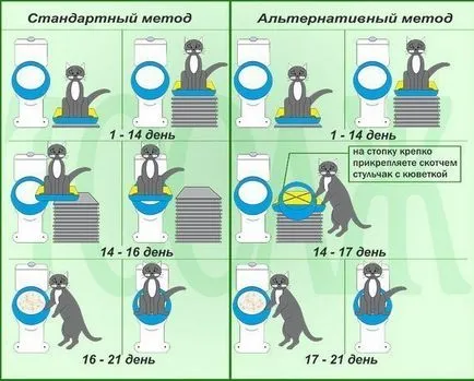 Как да научим коте до тоалетна в апартамента