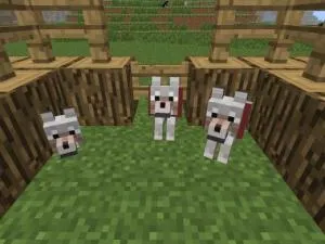 Как да се размножават животни в Minecraft (тор на костно брашно) Как да се размножават животни в Minecraft