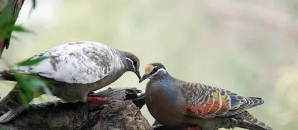 Като гнездящи птици (50 снимки) чифтосване гълъби (сдвояване) Като гнездящи птици (50 снимки) чифтосване гълъби