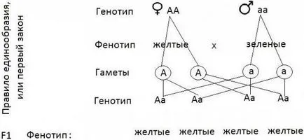 Как да решим проблемите на генетиката на биологията