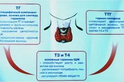 Лечението на автоимунни болести на щитовидната жлеза причини, симптоми (автоимунно) Лечение на автоимунно заболяване на щитовидната жлеза причинява симптоми