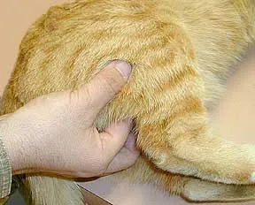 Лимфаденит при котките