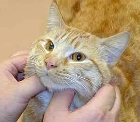 Лимфаденит при котките