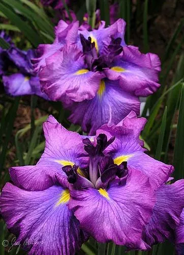 Легендарни цветя ирис (Iris)