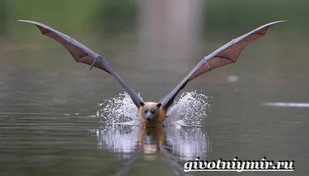 Fly домашни кучета