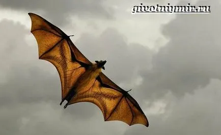 Fly домашни кучета