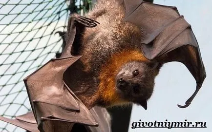 Fly домашни кучета