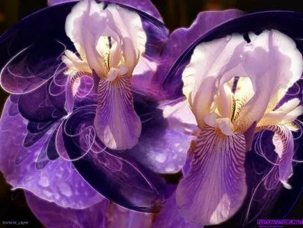 Легендарни цветя ирис (Iris)