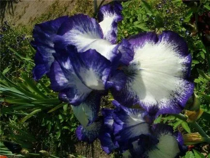 Легендарни цветя ирис (Iris)