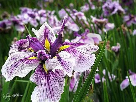 Легендарни цветя ирис (Iris)