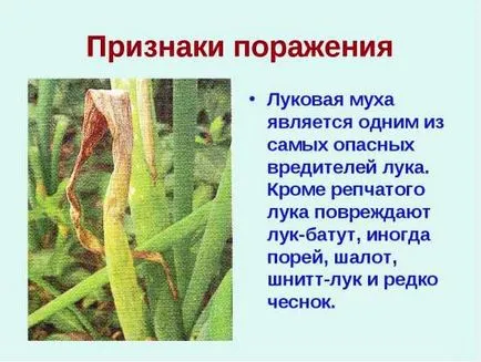 Праз засаждане, отглеждане, разсад, грижи, снимка, изберете (диета) Праз засаждане, отглеждане, разсад, грижи, снимка, изберете