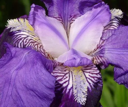 Легендарни цветя ирис (Iris)