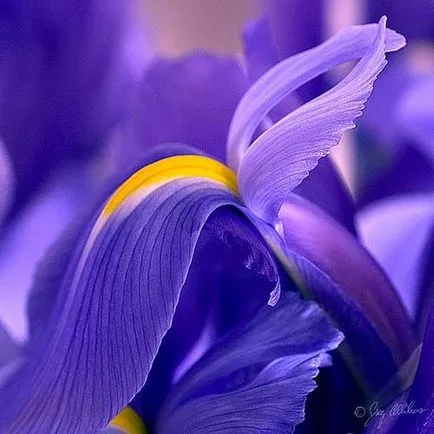 Легендарни цветя ирис (Iris)