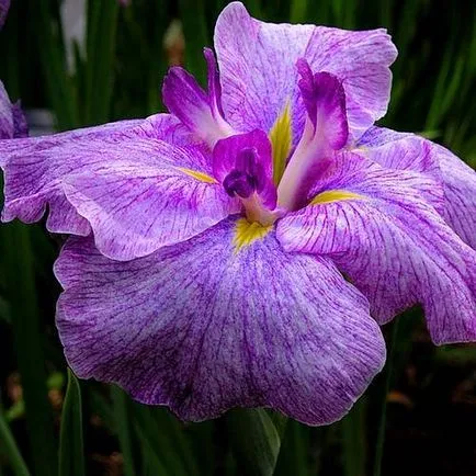 Легендарни цветя ирис (Iris)