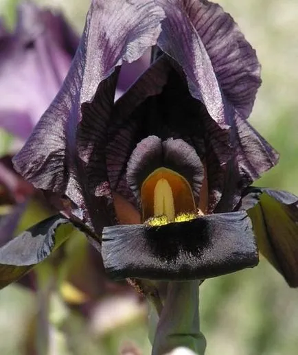 Легендарни цветя ирис (Iris)