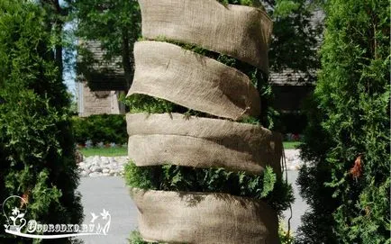 Как да скриете Arborvitae през зимата - съвети в детайли