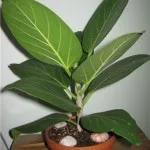 Как да се грижим за Ficus в правилата за домашни грижи