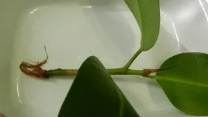 Как да се грижим за Ficus в правилата за домашни грижи