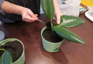 Как да се грижим за Ficus в правилата за домашни грижи