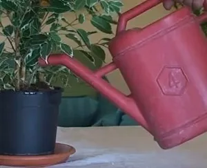 Как да се грижим за Ficus в правилата за домашни грижи
