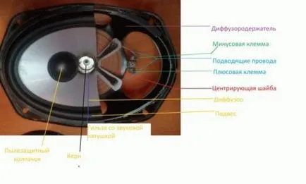Както говорителя е подредена Динамик (Динамик) Как Динамик на високоговорителя