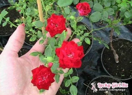 Как да се грижим стая роза