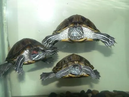 Как да се грижим за костенурка вода