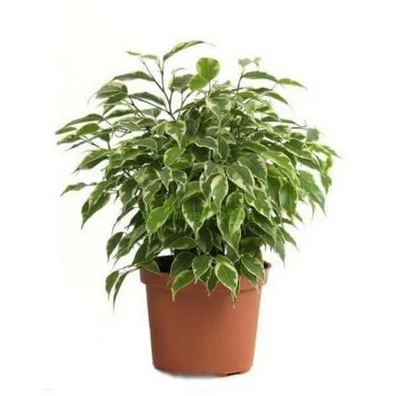 Как да се грижим за Ficus в правото на дом
