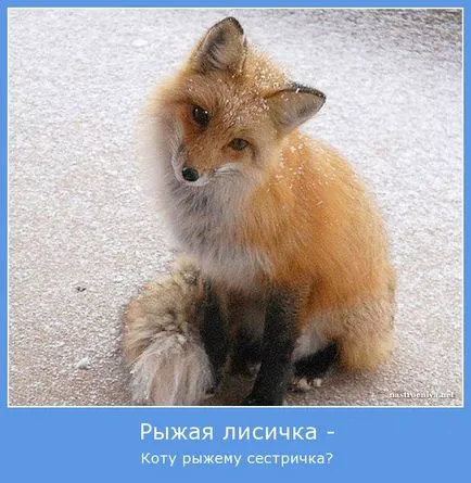 Каква е максималната скорост на развитие на котка, джинджифил котка (скорост) Каква е максималната скорост на развитие на котка, червена котка
