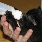 Откъде знаеш, че възрастта на котката по човешките стандарти в страната, зъби, снимка, върху човешкия (котката) Откъде знаеш, че възрастта на котката по човешките стандарти в страната, зъби, снимка, на човека
