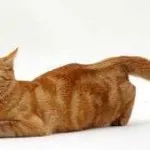 Откъде знаеш, че възрастта на котката по човешките стандарти в страната, зъби, снимка, на човека (определяне на възрастта на котката) Откъде знаеш, че възрастта на котката по човешките стандарти в страната, зъби, снимка, на човека