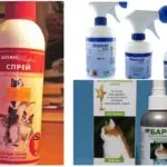 Как да донесе бълхи при котки или котка у дома