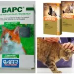 Как да донесе бълхи при котки или котка у дома